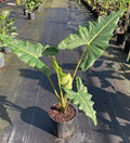 14" Alocasia Sarian